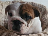 Trois chiots Bulldogs Anglais LOF à vendre