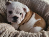 Trois chiots Bulldogs Anglais LOF à vendre