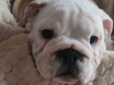 Trois chiots Bulldogs Anglais LOF à vendre