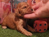 8 chiots Cockers Anglais LOF &agrave; r&eacute;server