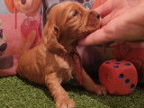 8 chiots Cockers Anglais LOF &agrave; r&eacute;server