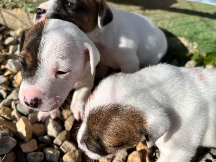 7 chiots Jack Russells Terriers à réserver