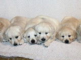 5 chiots Golden Retrievers LOF à réserver