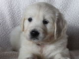5 chiots Golden Retrievers LOF à réserver