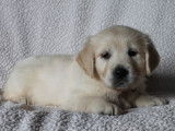 5 chiots Golden Retrievers LOF à réserver