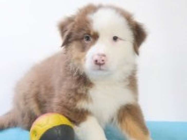 Splendides chiots Berger Australien à vendre