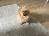 Mâle Spitz Allemand disponible pour saillie