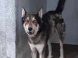 Choco, chien Husky croisé Loup Tchèque à adopter