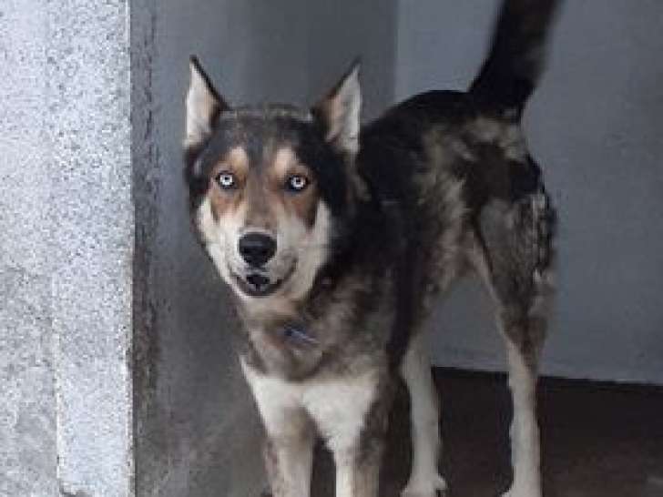 Choco, chien Husky croisé Loup Tchèque à adopter