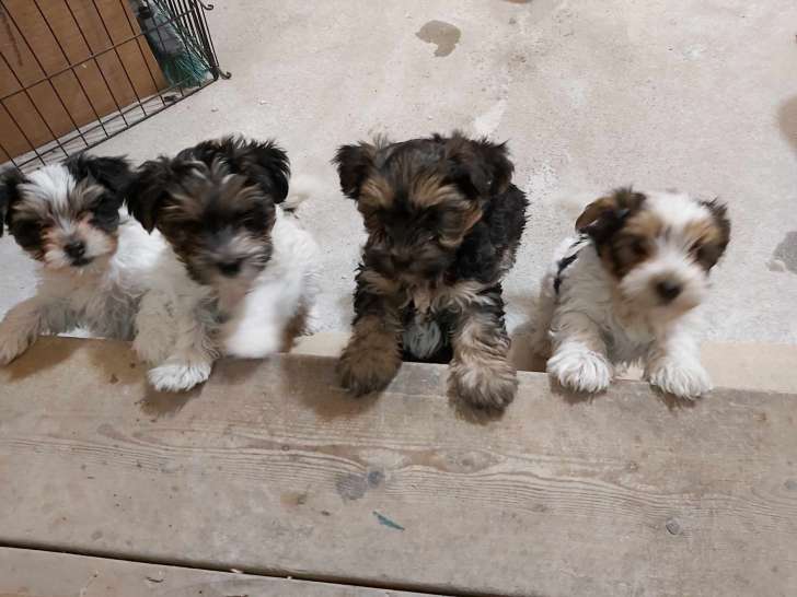 Chiots Biewer Yorkshire à vendre