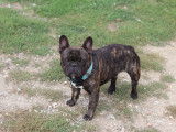 Mâle Bouledogue Français LOF disponible pour saillie