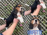 7 chiots Beagles LOF tricolores à réserver