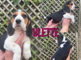 7 chiots Beagles LOF tricolores à réserver