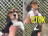 7 chiots Beagles LOF tricolores à réserver