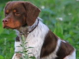 Mâle Épagneul Breton disponible pour saillie