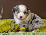 7 chiots Bergers Américains Miniatures LOF à la réservation