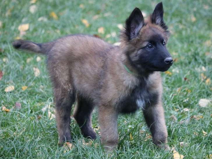 Disponibles à la vente : deux chiots Bergers Belges Tervueren LOF