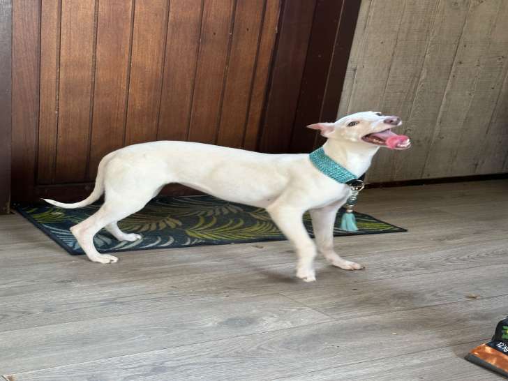 Mise à la vente de 3 chiots Whippets LOF