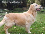 Des chiots Golden Retrievers LOF &agrave; la r&eacute;servation