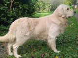 Des chiots Golden Retrievers LOF &agrave; la r&eacute;servation