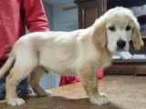 &Agrave; acheter : deux chiots Golden Retrievers LOF