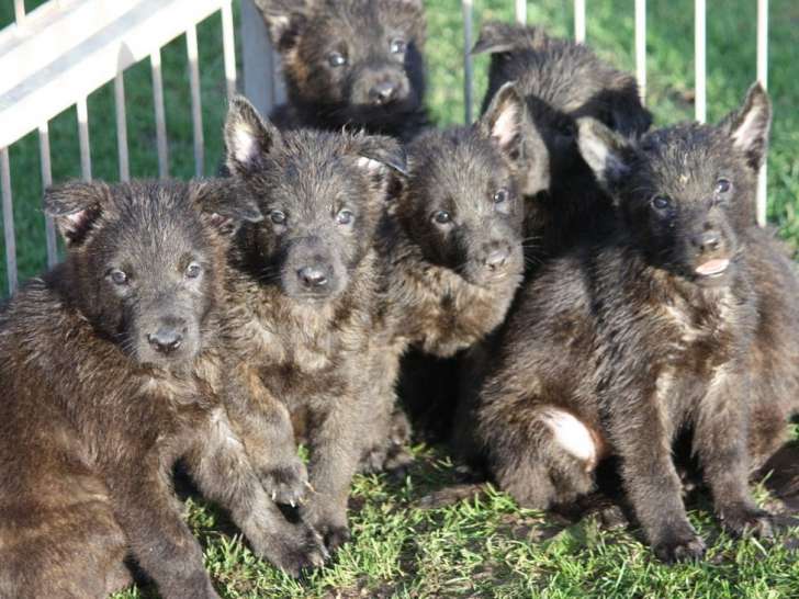 À réserver : 9 chiots Bergers Australiens LOF, d’octobre 2023