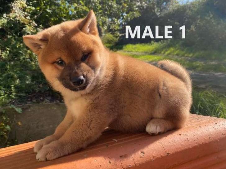 5 chiots mâles Shiba Inus LOF, d’août 2023, à vendre