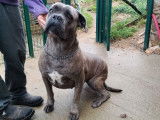 À vendre : une chienne Cane Corso LOF, de février 2020