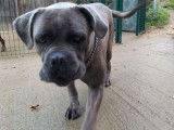À vendre : une chienne Cane Corso LOF, de février 2020