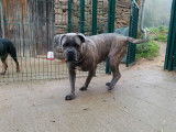 À vendre : une chienne Cane Corso LOF, de février 2020
