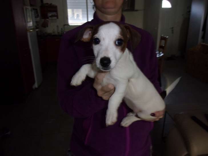 Chiots Jack Russel Terrier à vendre