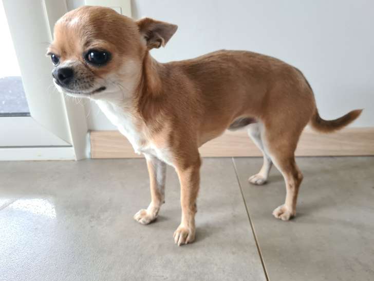 Mâle Chihuahua fauve LOF disponible pour saillie