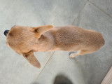 Mâle Chihuahua fauve LOF disponible pour saillie