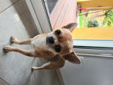 Mâle Chihuahua fauve LOF disponible pour saillie
