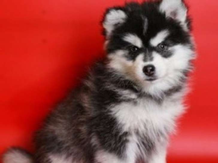 Chiot femelle Pomsky à vendre