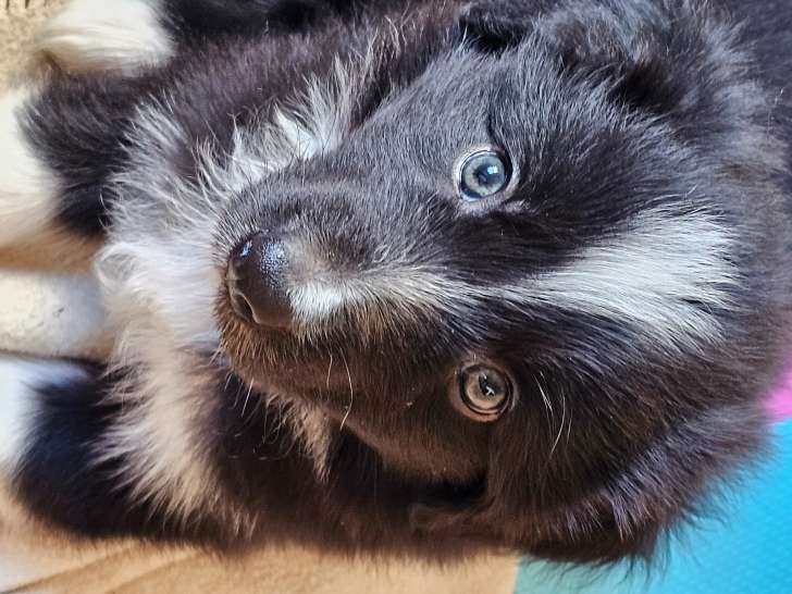 Chiot mâle Border Collie à vendre
