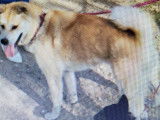 Femelle Akita Inu rousse à vendre