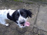 Volt, Springer Spaniel à adopter