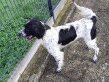 Volt, Springer Spaniel à adopter