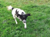 Volt, Springer Spaniel à adopter