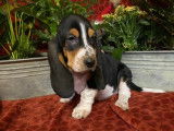 Ravissants Bassets Hound pedigree LOSH disponibles en d&eacute;cembre 2023 : trois femelles et deux m&acirc;les