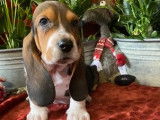 Ravissants Bassets Hound pedigree LOSH disponibles en d&eacute;cembre 2023 : trois femelles et deux m&acirc;les