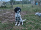À vendre : deux chiots femelle Setter Anglais LOF