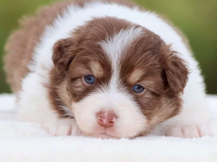 À réserver : 5 chiots Bergers Australiens LOF