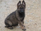 Un chiot Berger Allemand de couleur grise disponible (LOF)