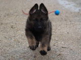 Un chiot Berger Allemand de couleur grise disponible (LOF)