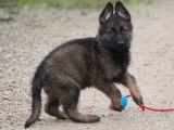 Un chiot Berger Allemand de couleur grise disponible (LOF)