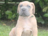 À réserver : trois chiots Cane Corso à la robe froment (LOF)