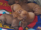 Chiots Pitbull rednose à vendre