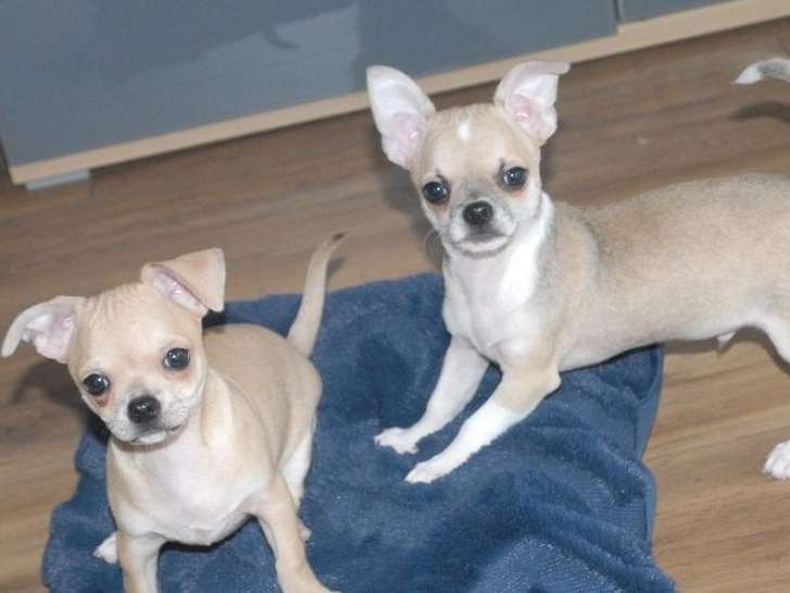 Deux chiots Chihuahuas à poil court LOF disponibles à la vente